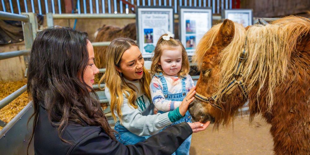 People petting a pony