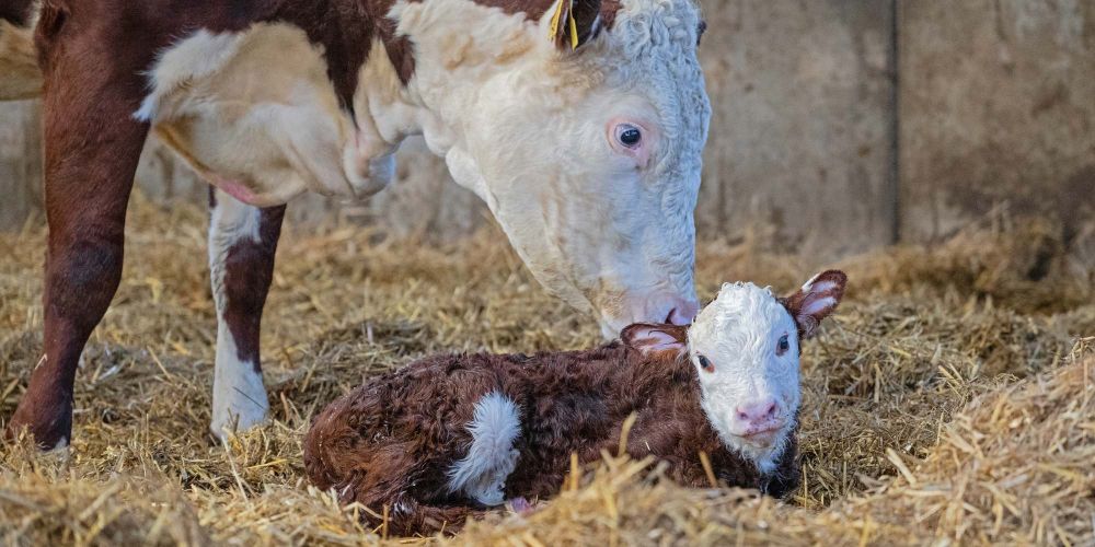 Cows at Mead Open Farm