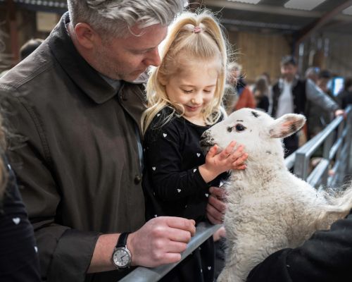 Lambs