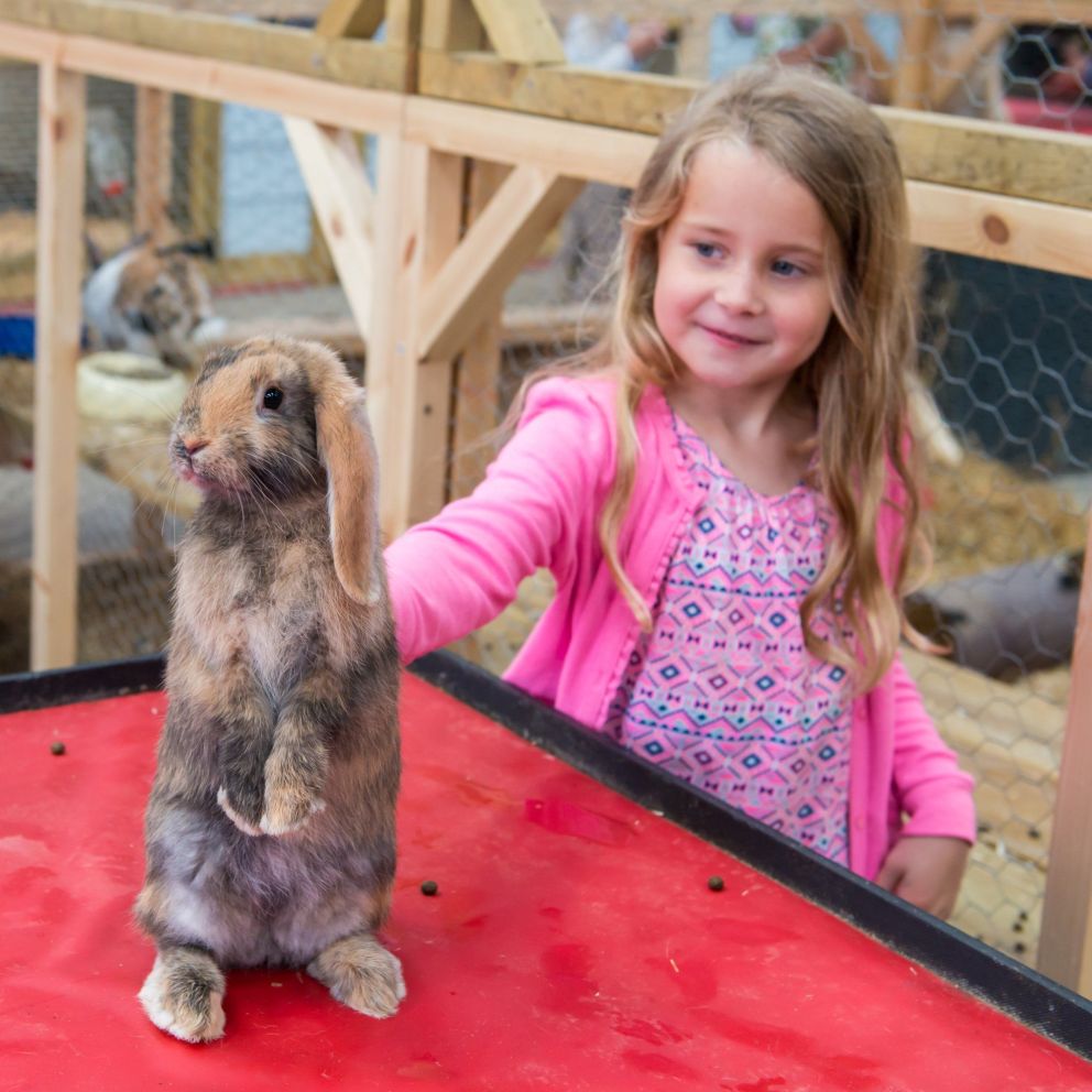 Girl petting rabbit