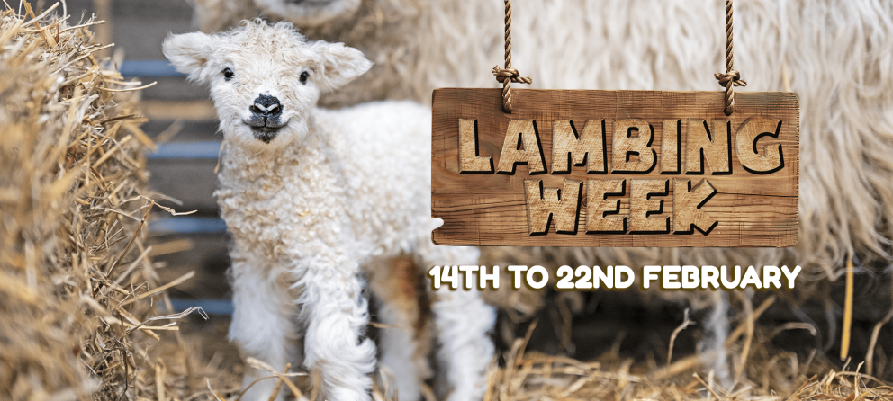 Lambing Week at Mead Open Farm