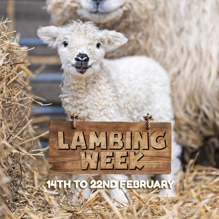 Lambing Week at Mead Open Farm